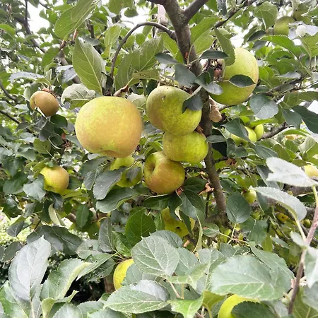 Penzion San Pelayo 4*