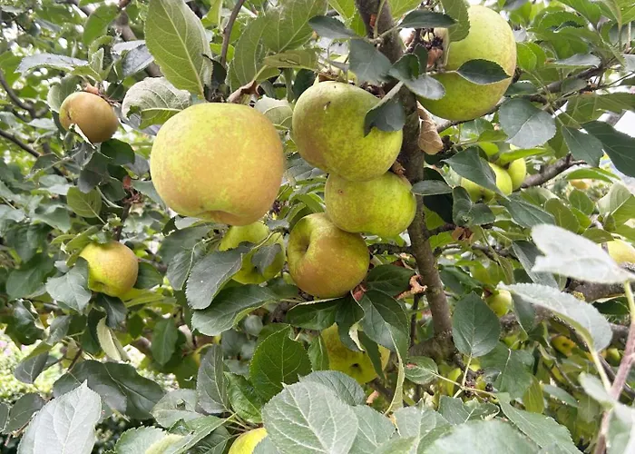 Pensjonat San Pelayo 4*